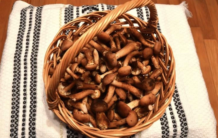 Как подготовить опята к заморозке на зиму