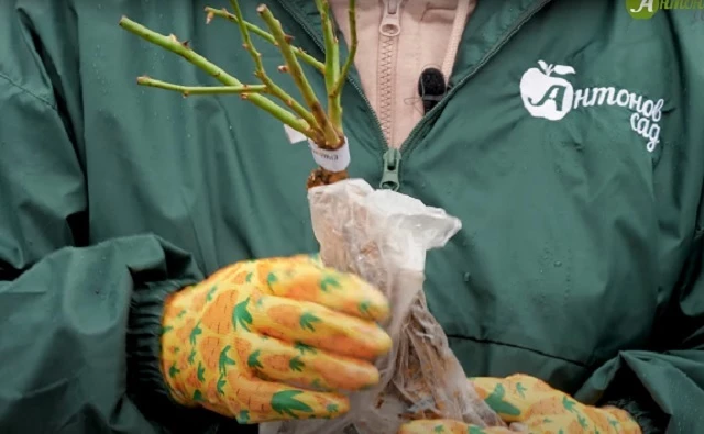 Саженец розы для осенней посадки