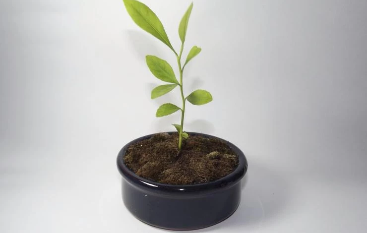 Как понять, чего не хватает комнатному лимону