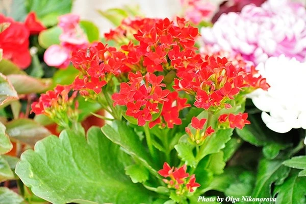 Как добиться цветения каланхоэ в домашних условиях