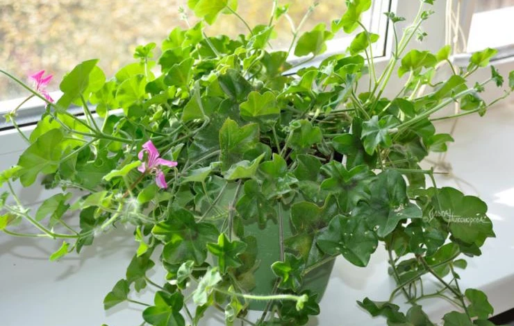 Как правильно обрезать герань в домашних условиях