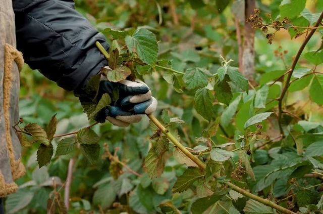 Обрезка побегов ежевики