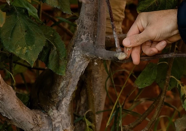 Места срезов на плодовых обрабатывают садовым варом