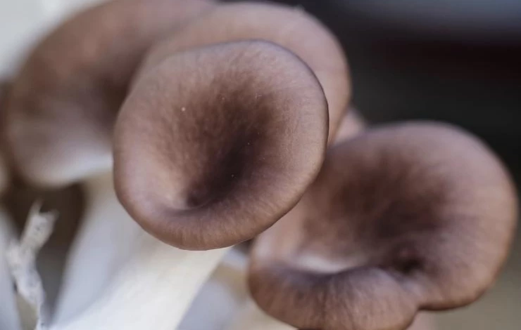 как посадить вешенки в домашних условиях