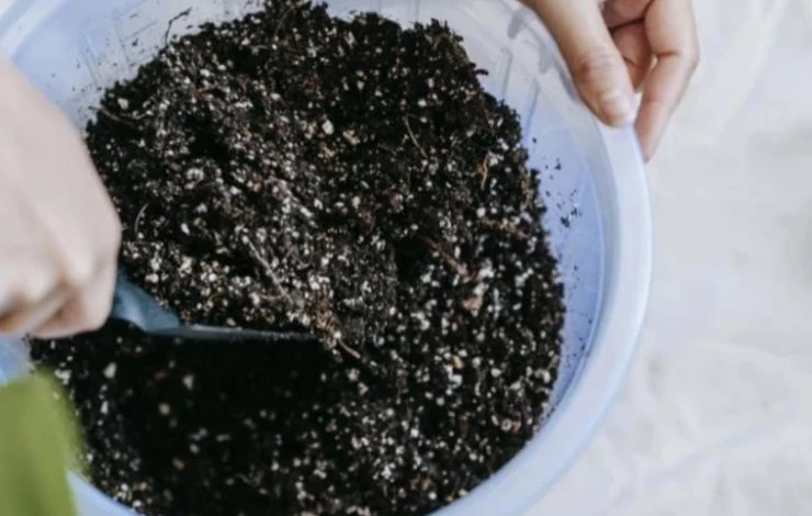 Почва для комнатного цветка хлорофитума