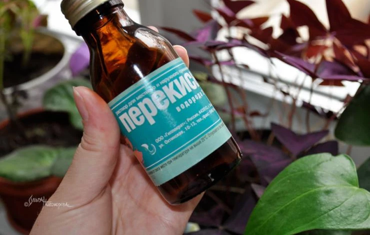 Препараты для подкормки комнатных цветов ради активного роста