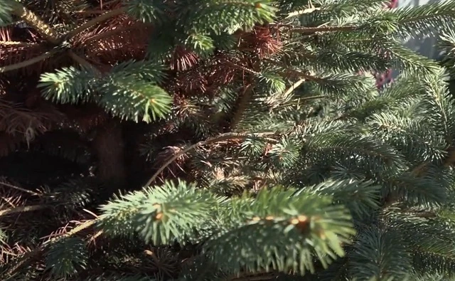 пожелтение еловой хвои.