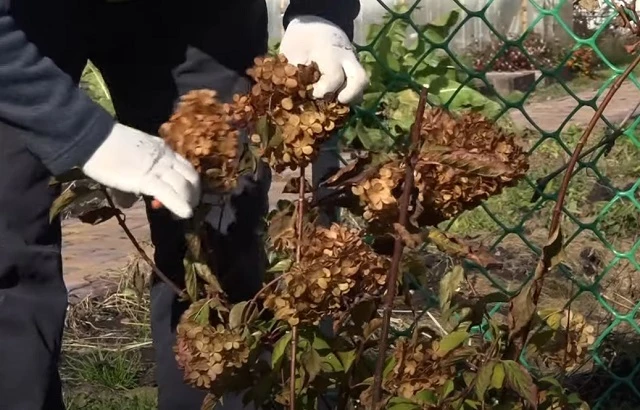 обрезка метельчатой гортензии