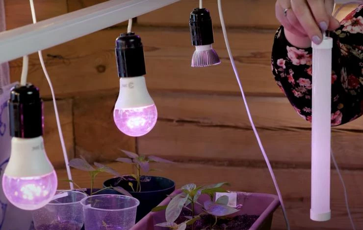 светодиодные лампы для выращивания цветов
