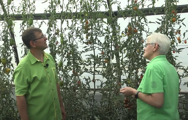 новые сорта лиановидных томатов