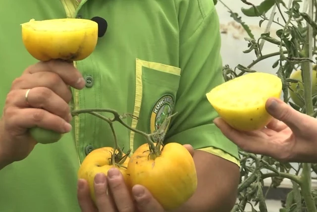 Томат Сердце Великана