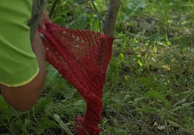 обмотка ствола дерева для защиты от мышей