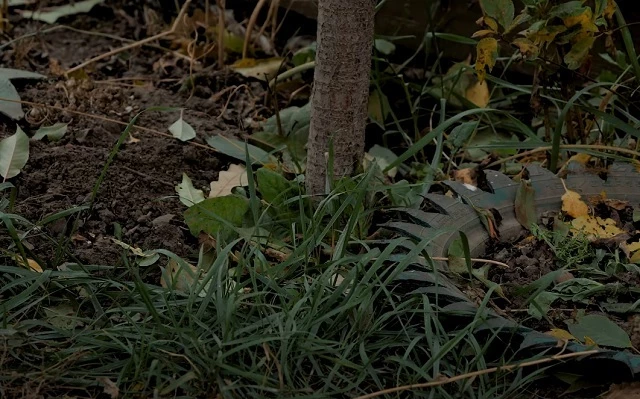 Астры, которые размножаются самосевом, можно посадить в приствольные круги растений