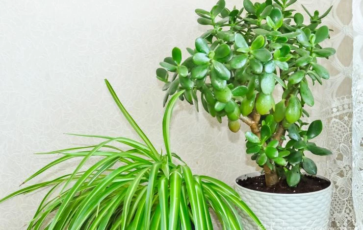 Как поливать денежное дерево