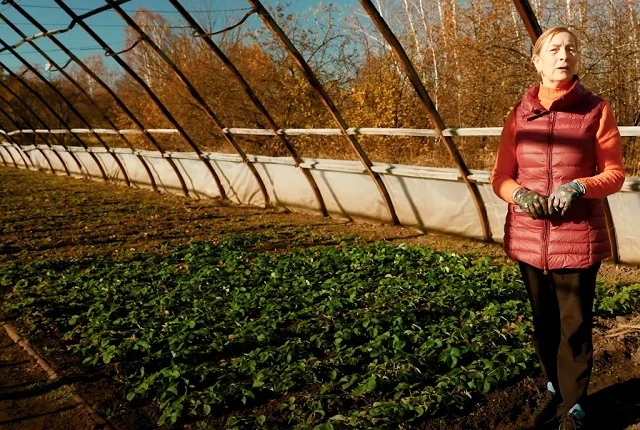 В Сибири садовую землянику высаживают на ровном участке