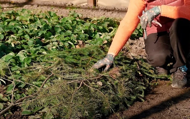 Укрытие земляничной грядки еловым лапником