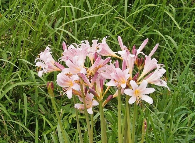 Чешуйчатый ликорис