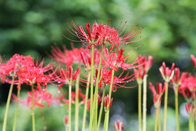 Ликорис лучистый