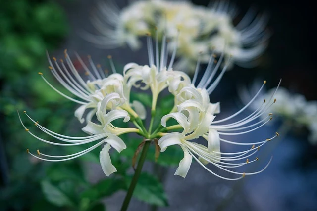 Ликорис хорошо себя чувствует в притененном месте сада