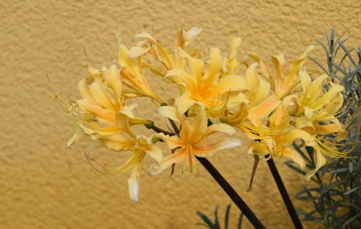 Ликорис золотистый