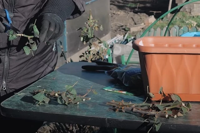 Подготовка черенков розы к укоренению осенью