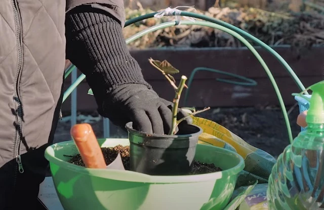 Укоренение черенка розы в горшке