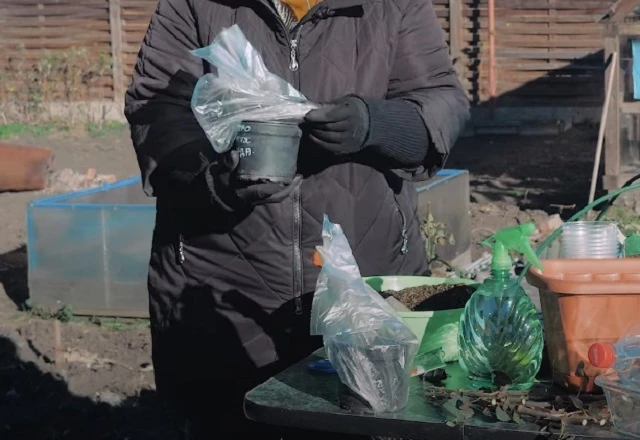 Для успешного укоренения черенки в горшке накрывают пакетом