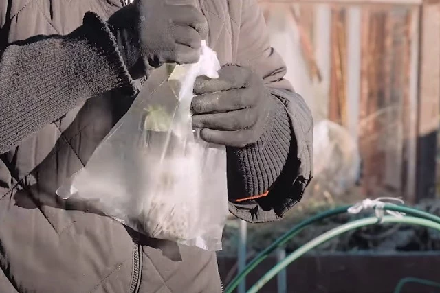 Герметичная упаковка для черенков розы из пакета