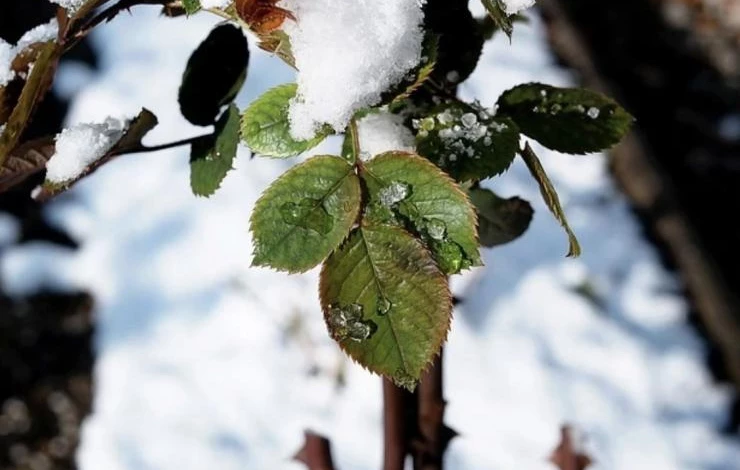 что делать с плетистыми розами в ноябре