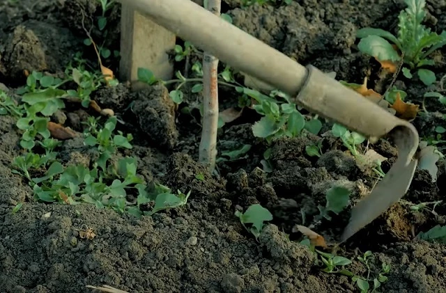 Окучивание прикорневой шейки дерева