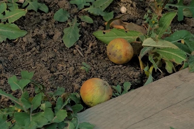 Что сделать на даче в ноябре