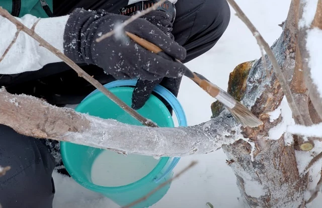 Побелка плодовых в ноябре