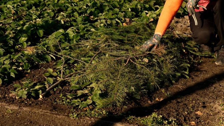 Укрытие земляники лапником на зиму