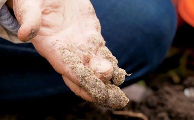Чеснок высаживают под зиму