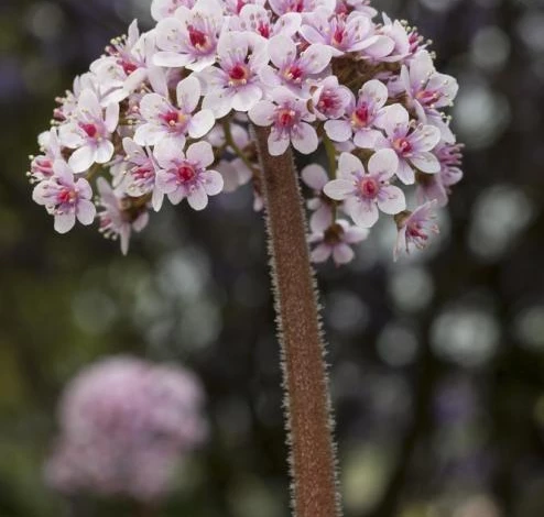 У дармеры длинный стебель и мощное корневище
