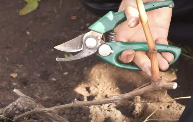 подготовка винограда к укрытию