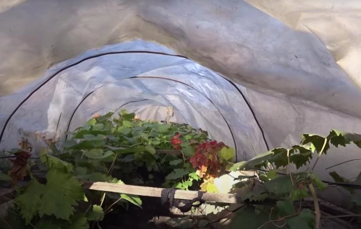 чем укрыть виноград в средней полосе