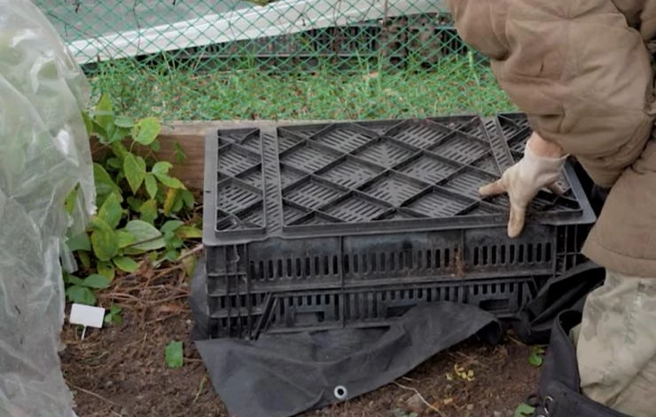 как укрывать клематис на зиму