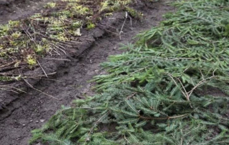 чем укрыть клематисы осенью