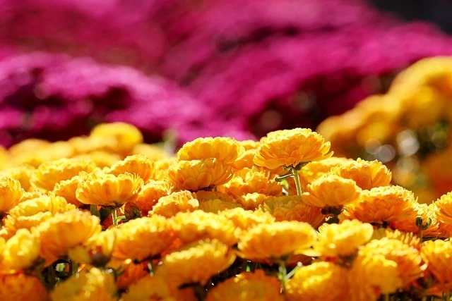 Хризантема мультифлора в саду