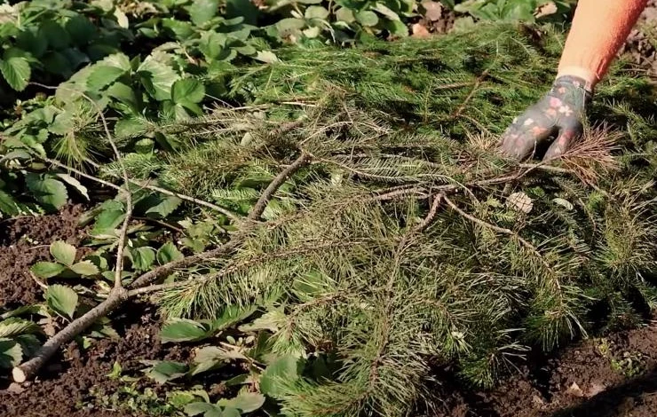 укрытие земляники на зиму лапником
