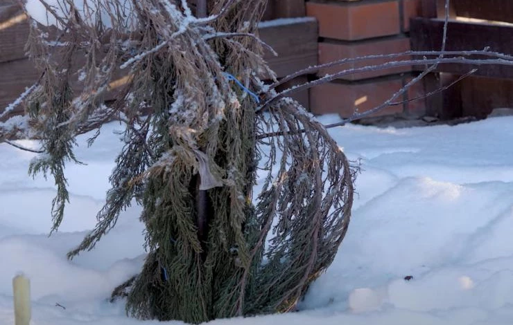 как использовать еловый лапник зимой