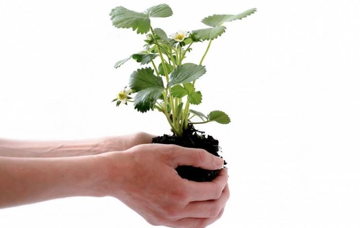 как сохранить саженцы клубники до весны