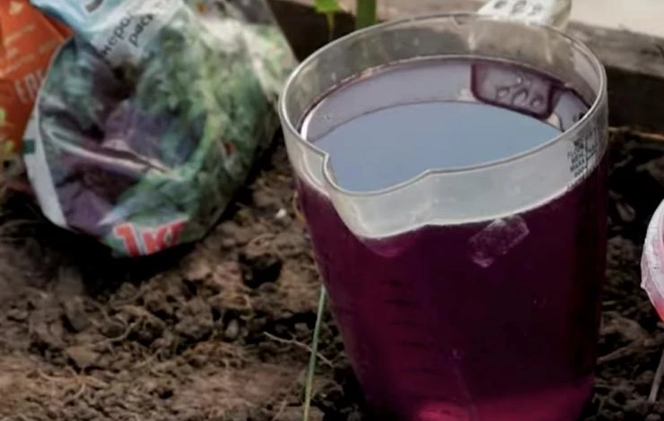 как подготовить семена мандарина к посадке