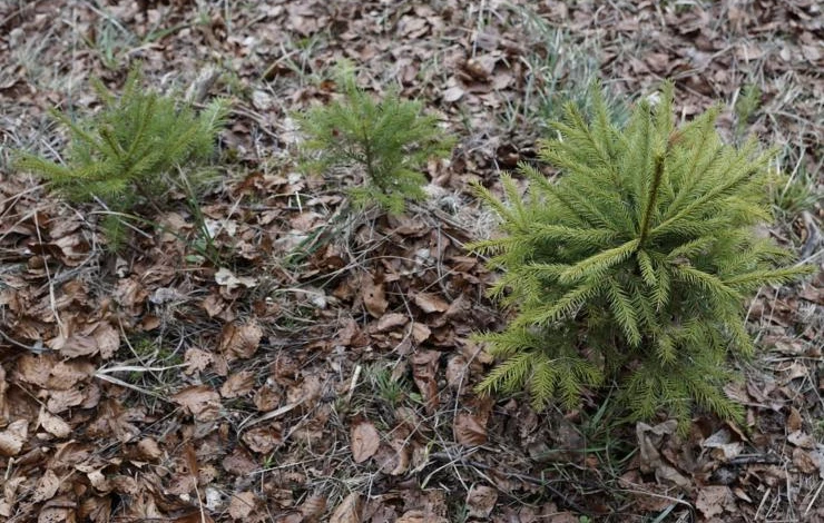 на каком расстоянии посадить ели