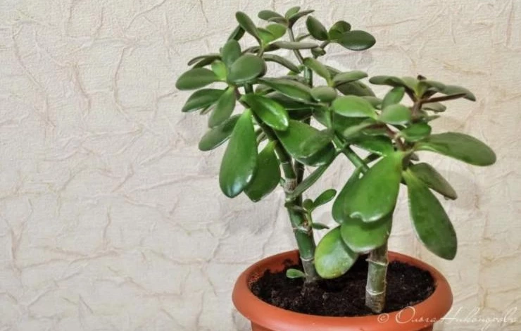 суккуленты как комнатные растения