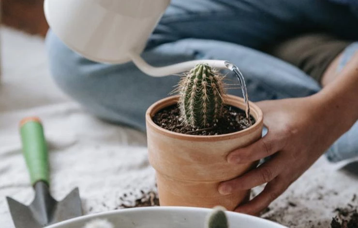 как поливать суккуленты