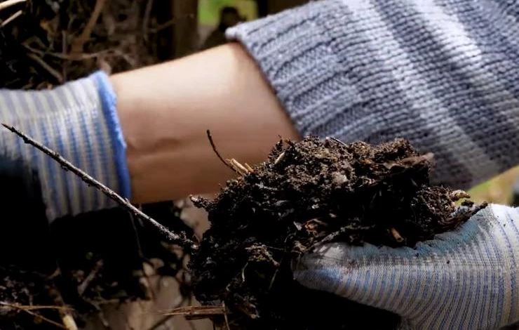 уход за грецким орехом в домашних условиях