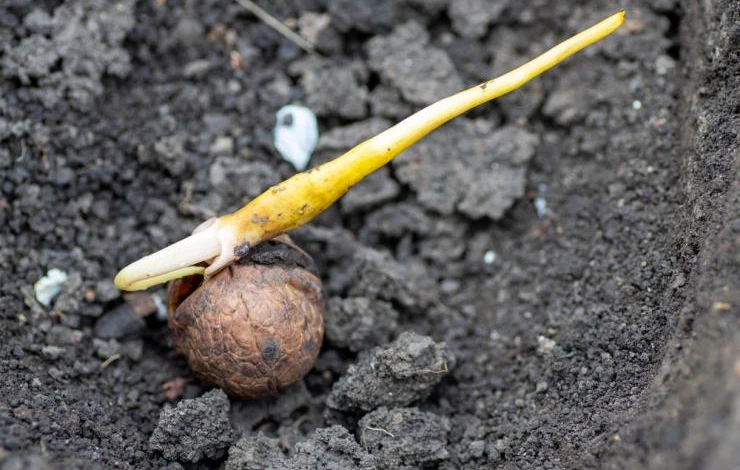 как посадить грецкий орех дома