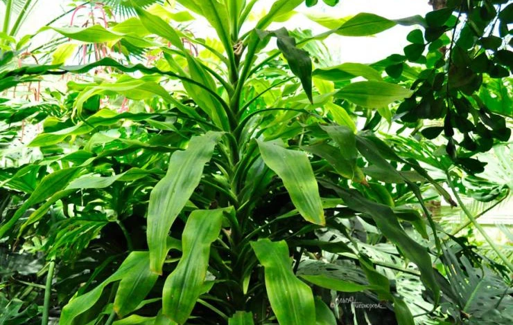 Когда пересаживать драцену